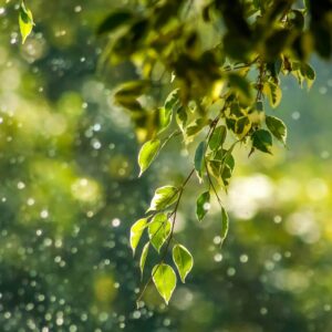 Intertwined Journey with Nature